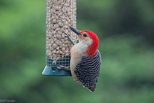 Fresh Shelled Peanuts for Birds & Squirrels - Raw Wildlife Peanuts, No Mess Bird Seed, No Waste Bird Seed for Wild Birds & Backyard Squirrels (10lbs)