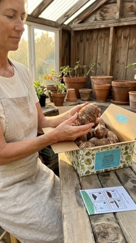 20 Elephant Ear Bulbs Taro Colocasia Esculenta Poi Gabi Kalo Eddo Ready to Grow by Greenhouse PCA