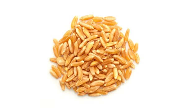 Yupik Organic Kamut Grains, 2.2 lb (35.2 oz), Non-GMO, Vegan, Kosher, Raw Whole Grains, Khorasan Wheat, Nutty Flavor, Source of Fiber & Iron, Ideal for Cooking & Sprouting