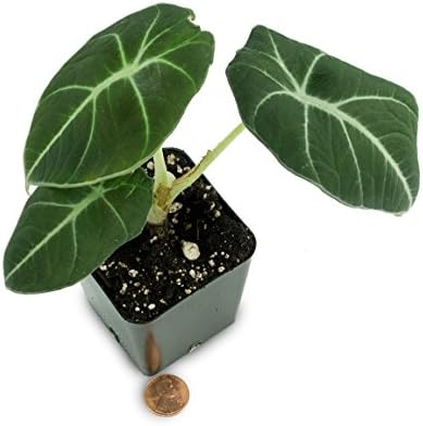 Alocasia reginula 'Black Velvet'