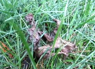 Precision Foam Weed Killer Kit for Tough Weeds