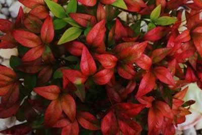 Brighter Blooms - Fire Power Nandina Shrub, 1 Gallon - No Shipping to AK, AZ, HI, OR