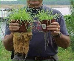 Organic Fertilizer Humic Acid with Potassium Based Super Absorbent Polymer for Lawn and Garden, Soil Vigor ™ 5 Pounds Bag (1)