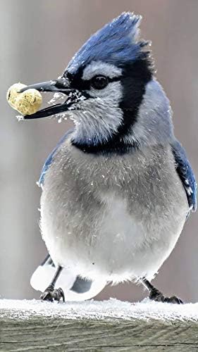 Peanuts (in-the-Shell) Bird Feed - 20 lb Bag