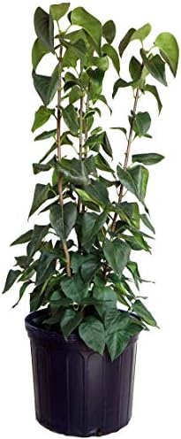 Proven Winners - Syringa x Bloomerang Dark Purple (Reblooming Lilac) Shrub, dark purple flowers, #3 - Size Container
