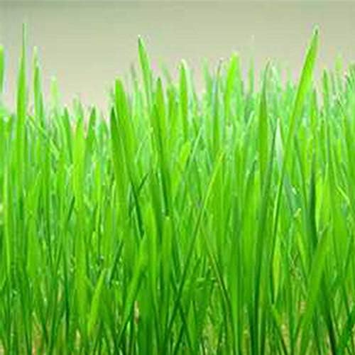 Mountain Valley Seed Co Hard Red Winter Wheat Seeds 25 g Non-GMO Organic