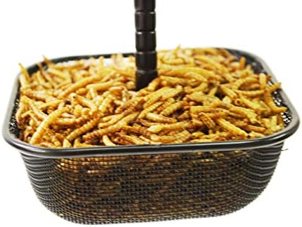 Mealworms Bird Feeder | 5 x 5 inch Powder Coated Mesh Bowl with Adjustable Stainless Steel Roof