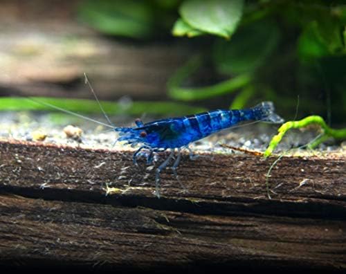 5 Live Freshwater Dream Blue Velvet Shrimp (Neocaridina davidi) - Breeding Age Adults at 1/2 to 1 Inch Long