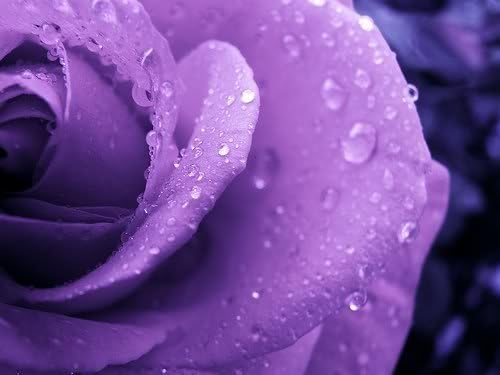 5 PURPLE ROSE Rosa Bush Shrub Perennial Flower SeedsComb S/H