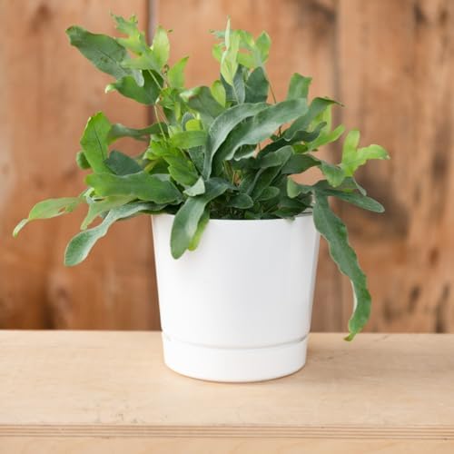 Novelty Majestic Full Depth Round Cylinder Pot, Glossy White, 8-Inch (10082)