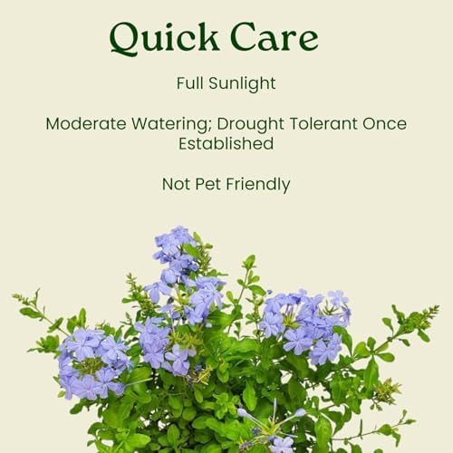 Plumbago Plant Imperial Blue - Live Flowering Plant - Overall Height 20" to 24", 3 Gallon Pot - Tropical Plants of Florida