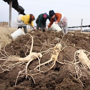 Hsu's SKU 1174 | American Ginseng Powder | Cultivated Ginseng from Marathon County, Wisconsin | 许氏花旗参粉 | 4oz Bag, 西洋参