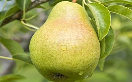 20th Century Asian Pear Tree 'Nijisseiki' - Live Fruit Plant Shipped 3 Feet Tall by DAS Farms