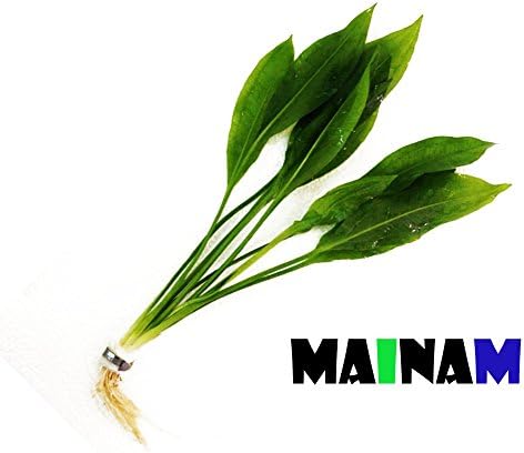 Amazon Sword Plant Echinodorus Bleheri Tall Bunch Live Aquarium Plants Freshwater Planted Tank Decorations by Mainam