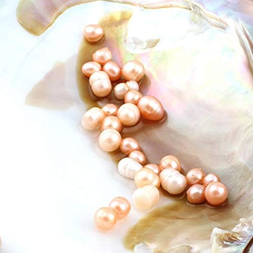 Oyster Pearls, Freshwater Cultured Big Oysters with Pearls Inside | Freshwater Cultured Oysters, Big Pearls Inside, Ideal For Home Decoration