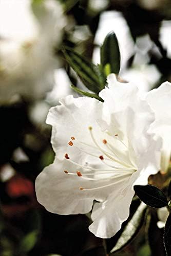 Brighter Blooms - Autumn Angel® Encore® Azalea, 1 Gallon - No Shipping to AK, AZ, HI