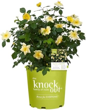 1 Gallon Easy Bee-zy Knock Out Rose