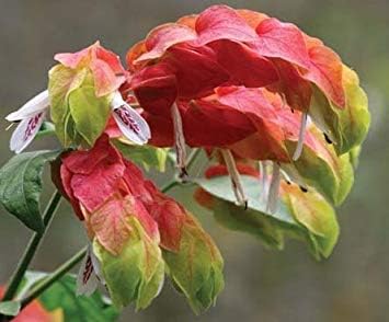 Red Shrimp Plant, Simply Guourgeous, Unique Shrimp Shaped Flowerheads
