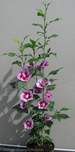 Purple Pillar® Hibiscus - 4" Pot - Rose of Sharon - Proven Winners