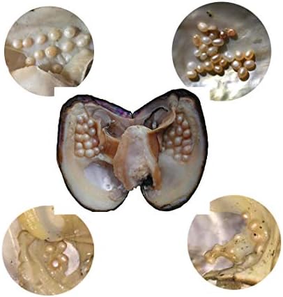 Oyster Pearls, Freshwater Cultured Big Oysters with Pearls Inside | Freshwater Cultured Oysters, Big Pearls Inside, Ideal For Home Decoration