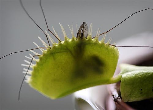 Venus Fly Trap Plant - Carnivorous - Dionaea - 2" Pot