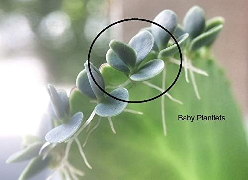 Mother of Thousands Kalanchoe (Medium Adult)