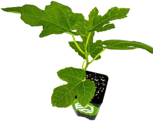 Chicago Hardy Fig Tree (1-Pack) Live Starter Plant by Wellspring Gardens | Ficus carica | Hardy & Fruitful | Ideal for Gardens | Purple-Skinned Fig | Edible Landscape Plant | Food forest