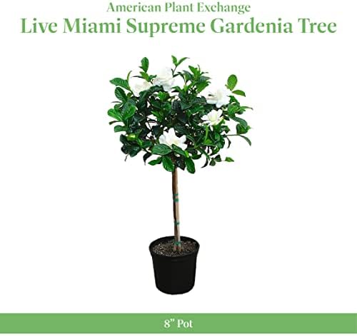American Plant Exchange Gardenia Tree – Live Evergreen in Large 8-Inch Pot, Fragrant White Blooms, Easy-Care Indoor & Outdoor Flowering Tree for Home, Patio & Garden Décor