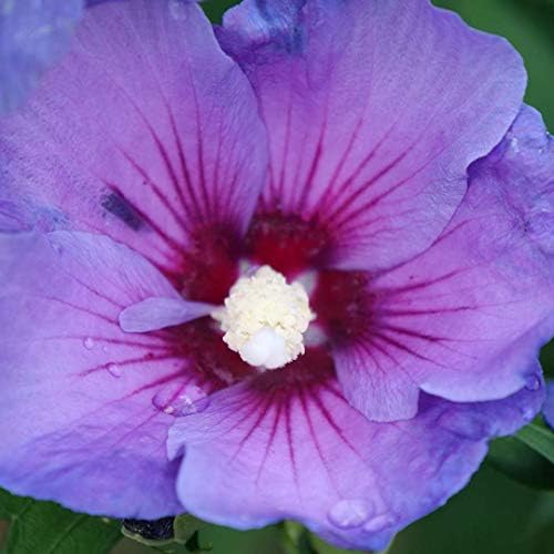 Paraplu® Violet - Rose of Sharon - Hibiscus - 4" Pot - Proven Winners