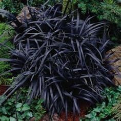 3 Containers of 2.5 Inch Pots of Black Mondo Decorative Grass, Nicely Rooted