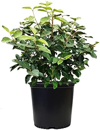 Viburnum p. t. 'Mariesii' (Doublefile Viburnum) Shrub, white flowers, #3 - Size Container