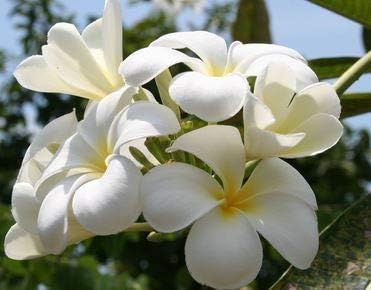 Hawaiian White Plumeria Live Plant - Premium Lei Flower Cutting 9-12 Inch, Easy Care Tropical Fragrant Frangipani, Indoor Outdoor Pua Melia
