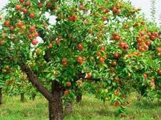 Fuji Apple Tree - Grow Fresh Fruit - Live Plant Shipped 3 Feet Tall by DAS Farms