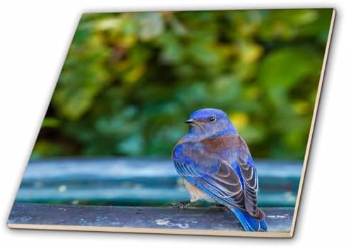 3dRose ct_230207_1 "Western Bluebird Perched On A Backyard Bird Bath" Ceramic Tile, Multicolor