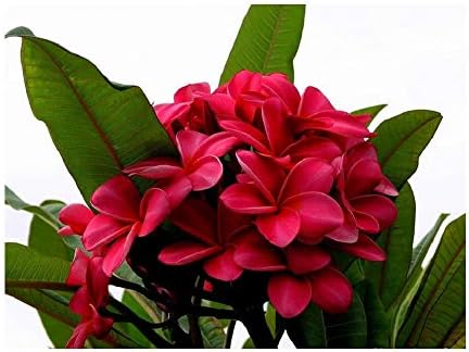 Hawaiian White Plumeria Plant Cutting - Live 10"