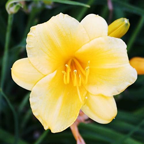 Stella D'oro Yellow Daylilies - 5 Bare Root Perennials Re-Bloomer