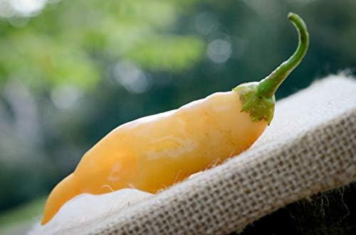 Sugar Rush Malawi Piquante Heirloom Pepper Premium Seeds for Planting Packet + More