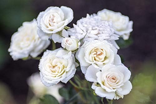 Drift Roses - Rosa Peach Drift (Rose) Rose, double peach flowers, #2 - Size Container