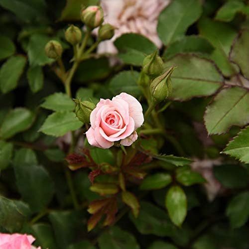 Perfect Plants Sweet Drift Rose Live Plant, 1 Gallon, Pink Ground Cover | Baby blush blooms 8 to 9 months a year, zones 5-10, low mounding perennial, drought tolerant and winter hardy