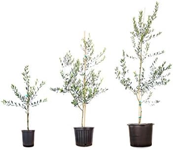 Arbequina Olive Tree - Live Plant, Includes Special Blend Fertilizer & Planting Guide