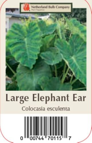 Elephant Ear - 1 Large Bulb 13/15" - Colocasia esculenta