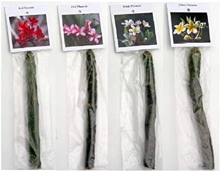 4 Hawaiian Plumeria Plants Mixed Colors Red, Yellow, Pink, White | Perennial Fragrant Blooms Indoor Outdoor Plants - Easy to Root