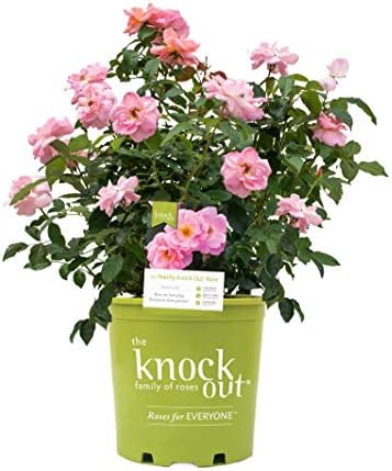 Knock Out Roses - Rosa White Knock Out (Rose) Rose, white flowers, #3 - Size Container