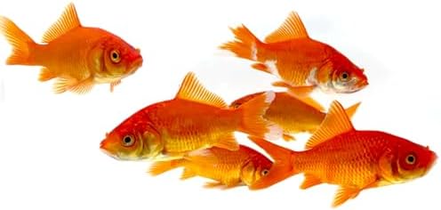Toledo Goldfish Classic Comet Goldfish: Live Goldfish with a Variety of Sizes for Ponds, Tanks, and Aquariums - 3-4 Inches, 5 Count