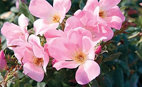 Green Promise Farms Rosa `Double Knock Out` (Reblooming) Rose, 3 Size Container, pink flower