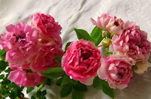 Seven Sisters Climbing Rambler Rose - Antique Heirloom Rosa Hybrid - Live Plant - Fragrant Spring Bloom - Double Pink Flower - Emerald Goddess