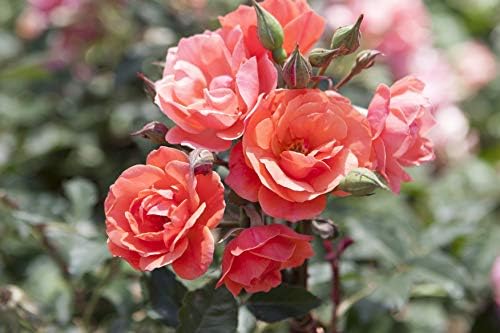 Green Promise Farms Rosa `Double Knock Out` (Reblooming) Rose, 3 Size Container, pink flower