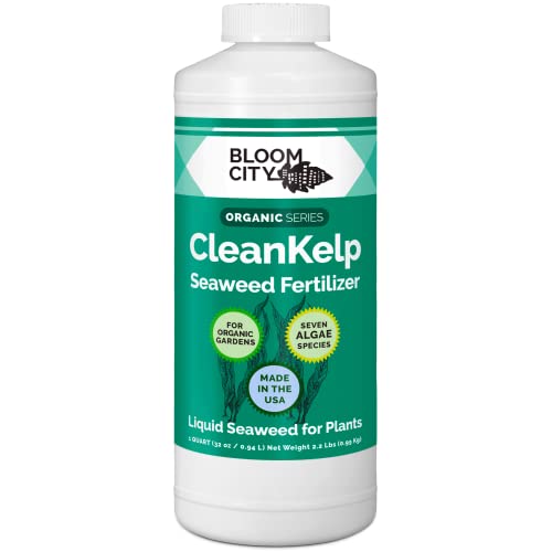 Bloom City Seaweed and Kelp Liquid Fertilizer for Plants, 32 oz | Encourages Strong Root Growth, Helps Ease Transplant Shock, Foliar Spray or Soil Drench, Indoor & Outdoor Garden Use