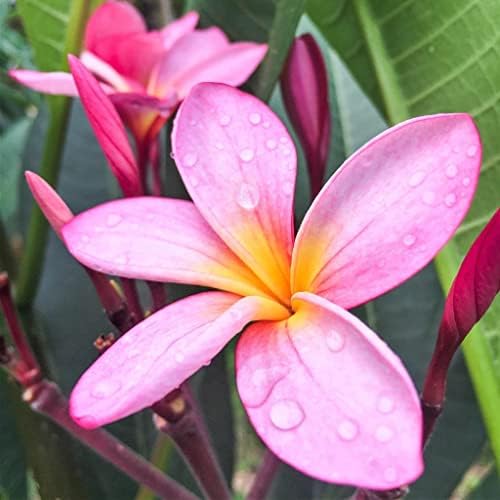 HAWAIIAN PINK PLUMERIA PLANT CUTTING ~ GROW HAWAII