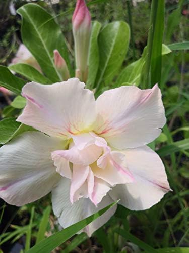 New!! U.S. Seller 50 Fresh Desert Rose Seeds Mixed Colors Adenium Desert Rose 50 Pack Single and Multi Colored Flowers Fresh Seeds